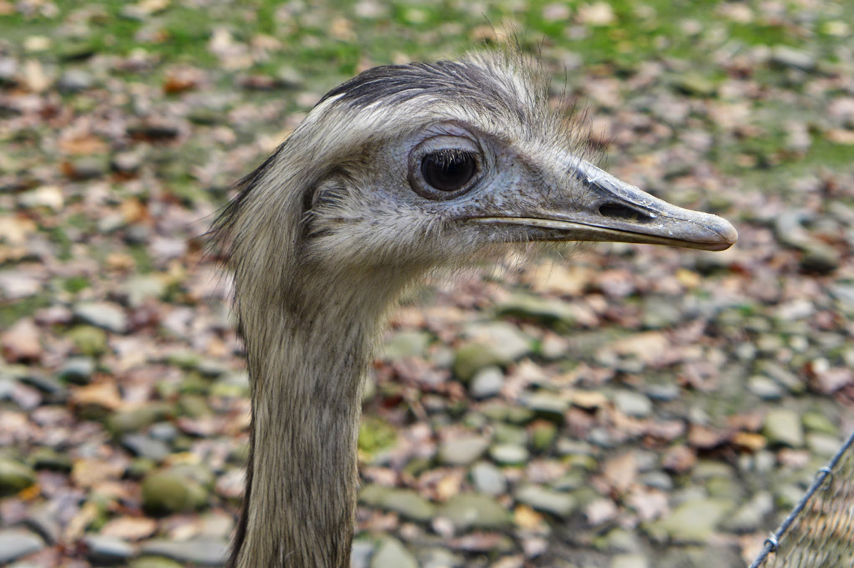 Fotky: Výlet mladých hasičů do ZOO