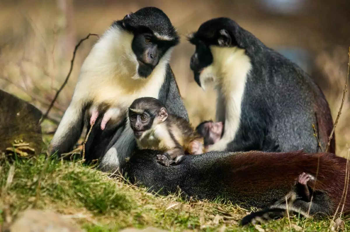 Komise pro děti a mládež: Výlet do ZOO - 12.9. 2020