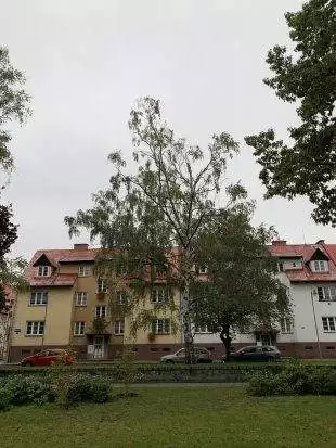 Kácení stromu na Příborské ulici