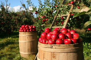 Hrabová: Výkup jablek na statku