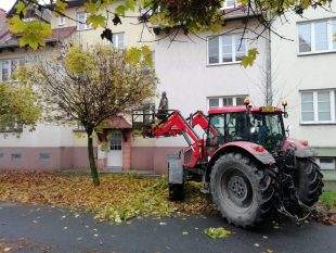 (FOTO) Ořezy kulovitých javorů na Šídlovci