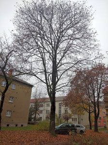 Občané prosí, aby nebyl strom pokácen
