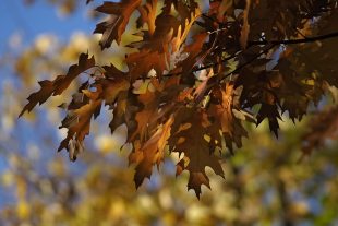 (FOTO) Barevný podzim v Hrabové I