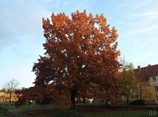 Zelená Hrabová: Památný strom v Hrabové?