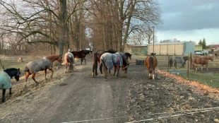 (VIDEO) Farma na Rozvodí je místem v Hrabové, kde koně dávají kolemjdoucím dobrou noc