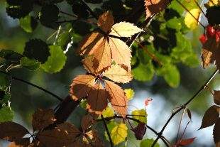 (FOTO) Barevný podzim