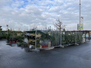 Vánoce 2022: Nabídka vánočních stromků vedle Tesca