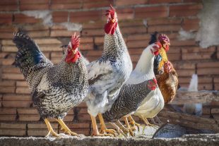 Informace Krajské veterinární správy k ptačí chřipce