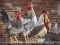 Informace Krajské veterinární správy k ptačí chřipce