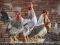 Informace Krajské veterinární správy k ptačí chřipce