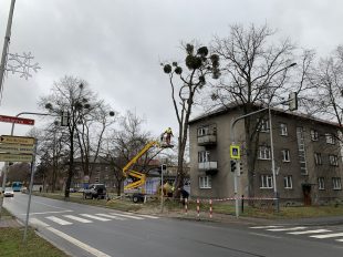 Hrabová: Ostrava se chystá na další fázi boje se jmelím. S první začala už loni na podzim