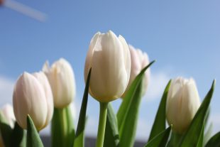 Den matek: Květinářství Kvítko v Hrabové bude otevřeno i v neděli 14.5. 2023