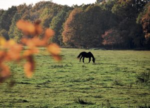 HL7 – Podzimní hrabovské pastviny | Petr Žižka