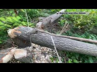 (VIDEO) Bobři na řece Ostravici v Ostravě-Hrabové