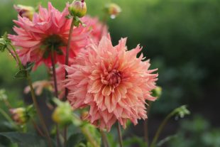 Květinová farma Hanky Chlupaté v roce 2025