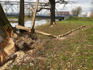 (FOTO) Správce řeky Ostravice musel kvůli bobrům pokácet stromy