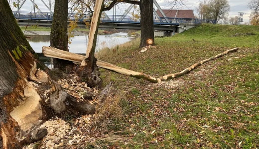 (FOTO) Správce řeky Ostravice musel kvůli bobrům pokácet stromy